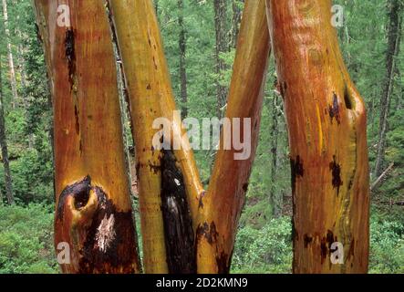 Madrone, zone botanique du lac Babyfoot, région sauvage de Kalmiopsis, forêt nationale de Siskiyou, Oregon Banque D'Images