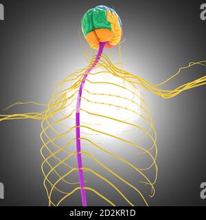 Anatomie des lobes du cerveau humain pour l'illustration 3D du concept médical Banque D'Images