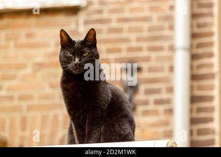 Un chat de maison noire est assis sur une plate-forme extérieure avec mur de brique en arrière-plan. Le chat a de beaux yeux verts perçants avec un regard cynique et en colère. Banque D'Images