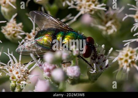 Mouche verte commune (Lucilia sericata) membre de Calliphoridae sur la fleur commune de boneset. Ces mouches vertes métalliques sont légèrement plus grandes Banque D'Images