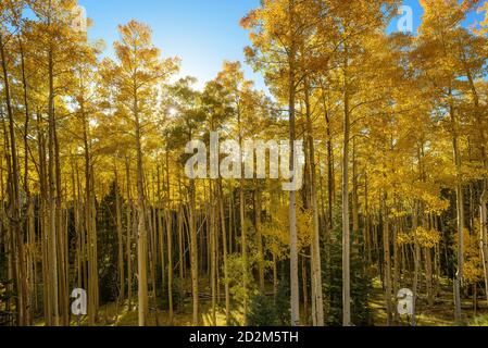 Grands tremble d'automne de couleur avec dos blanc rétroéclairé par le soleil doré dans la chaîne de montagnes Sangre de Cristo dans le nord du Nouveau-Mexique, États-Unis Banque D'Images