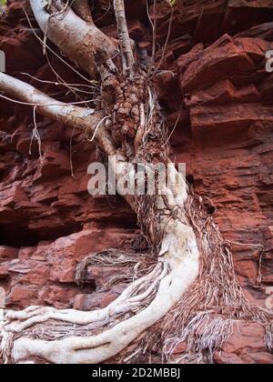 Twisted Rock Fig Tree Roots, Weano gorge, parc national de Karijini, Australie occidentale Banque D'Images