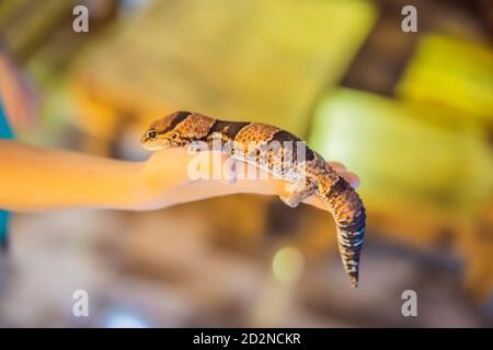 Gecko entre les mains d'un garçon Banque D'Images