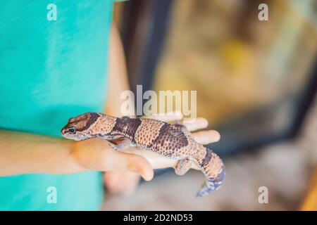 Gecko entre les mains d'un garçon Banque D'Images