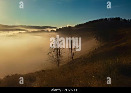 Brume dans la vallée de Hayden au lever du soleil, parc national de Yellowstone, Wyoming, États-Unis Banque D'Images