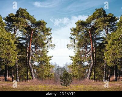 Beau paysage de la forêt en Biélorussie sur fond de ciel bleu vif. Arrière-plan symétrique. Banque D'Images