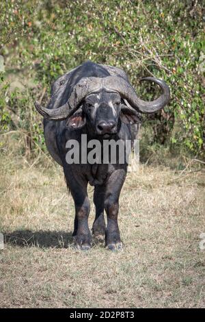 Buffle africain (Syncerus caffer) boire au sol d'eau au Kenya, en Afrique Banque D'Images