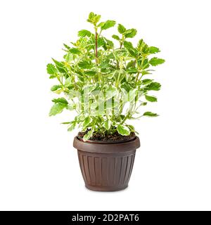 Belle plante coléaire vert lime vif dans un pot arrière-plan blanc Banque D'Images