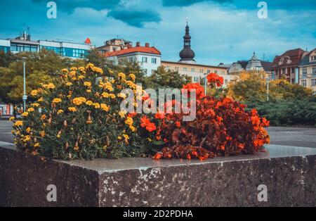 Fleurs sur la place principale d'Ostrava Banque D'Images