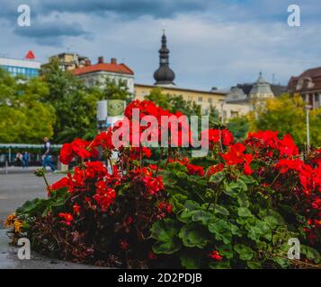 Fleurs sur la place principale d'Ostrava Banque D'Images