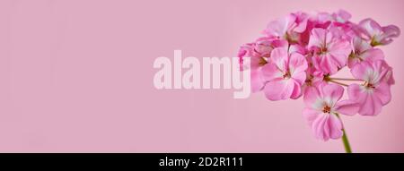 Inflorescence des fleurs de géranium rose sur fond rose. Format horizontal. Bannière Banque D'Images