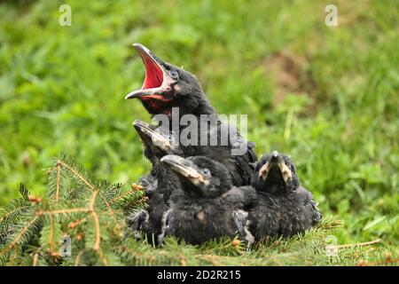 Noir corbeau dans l'habitat de la nature. Jeunes oiseaux corvés dans le nid. Banque D'Images