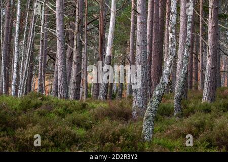 bosque de Rothiemurchus, Loch an Eilein, Parque Nacional de Cairngorms, Highlands, Escocia, Reino ONUDI Banque D'Images