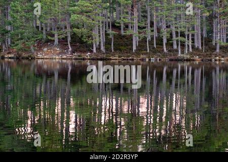 bosque de Rothiemurchus, Loch an Eilein, Parque Nacional de Cairngorms, Highlands, Escocia, Reino ONUDI Banque D'Images