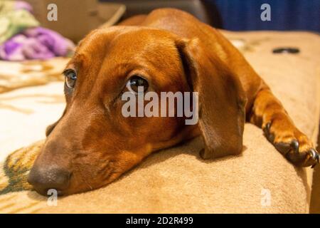 Un dachshund adulte se trouve et regarde la caméra. Le chien est malade et triste. Le dachshund s'ennuie sans son propriétaire. Mise au point sélective. Banque D'Images