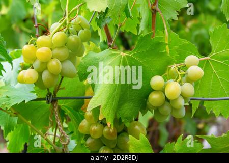 Des grappes de raisins mûrs blancs poussent sur les vignes en été dans le jardin. Feuilles de vigne vert vif, lumière du soleil. Concept de vinification, récolte de bio. Banque D'Images