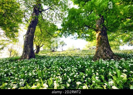Fleurs blanches de l'ramsons ou ail sauvage dans la forêt profonde. Banque D'Images
