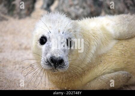 Gros plan d'un joli phoque gris pour nouveau-né (Halichoerus grypus) Pup sur une île écossaise inhabitée dans les Hébrides intérieures De l'Ecosse Banque D'Images