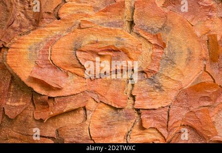 Macro photographie des motifs et textures dans l'écorce D'une érable à écorce de papier (Acer griseum) Banque D'Images