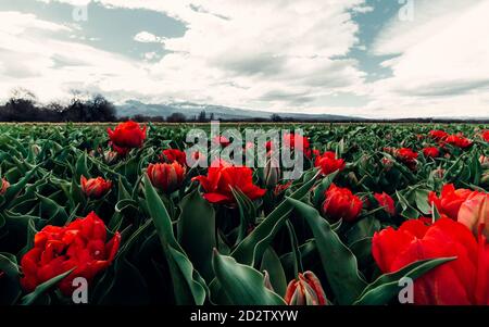 Paysage pittoresque de fleurs de tulipe qui poussent dans une prairie luxuriante Dans la campagne en Patagonie Banque D'Images