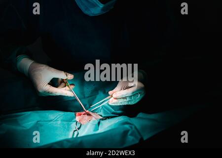 Par-dessus la récolte méconnue vétérinaire médecin utilisant des instruments chirurgicaux et pour les animaux dans le théâtre d'opération sombre dans hôpital Banque D'Images