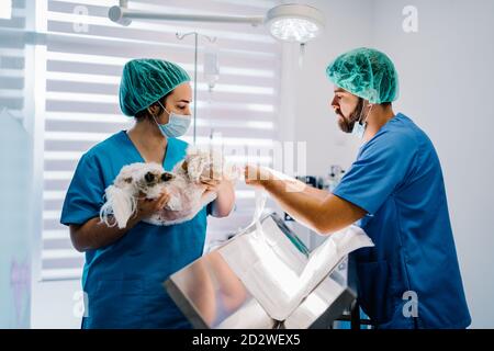 Femme assistant en uniforme debout avec un chien mignon anesthésié pendant un médecin vétérinaire de sexe masculin nettoie la table d'opération dans la chambre après une intervention chirurgicale Banque D'Images