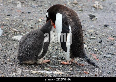 Pingouin Gentoo en Antarctique, point de bateau Banque D'Images