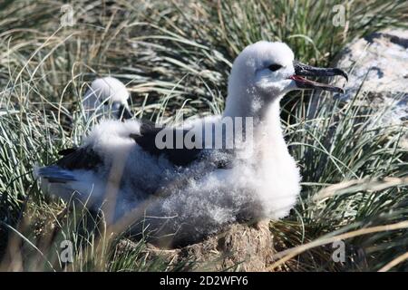 Mollymauk ou albatros brun-noir dans le nid Banque D'Images