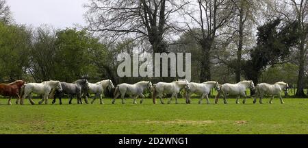 Chevaux de trait Percheron, Normandie Banque D'Images