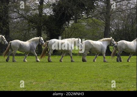 Chevaux de trait Percheron, Normandie Banque D'Images