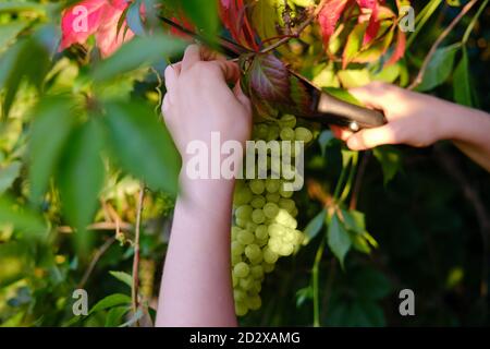 Une femme coupe des branches de raisin blanc d'une vigne avec cisailles Banque D'Images