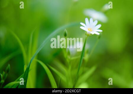 Petites fleurs blanches mauvaise herbe ou Cerastium arvense sur la prairie. Cerastium est un genre de plantes herbacées Banque D'Images