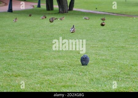 Le pigeon solitaire parmi les canards sur le terrain - son parmi étrangers Banque D'Images