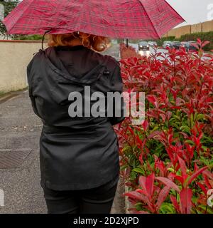 Une femme marche sous la pluie avec un parapluie rouge près d'une haie avec les feuilles d'automne rouges typiques Banque D'Images