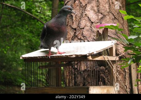 Pigeon assis sur le couloir d'alimentation. En bois pour les oiseaux sur l'arbre. Pigeon dans la forêt sur un convoyeur en bois avec des tiges. Banque D'Images