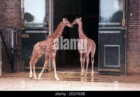 Deux jeunes girafes nés au zoo de Londres il y a un peu plus d'un mois étaient aujourd'hui stables sur leurs pieds aujourd'hui (mercredi), mais devront attendre les résultats d'un concours de dénomination avant de pouvoir être baptisés. Les veaux partagent le même père une girafe Hilary de 22 ans, mais ont des mères différentes Dawn et des crackers et sont nés à moins de deux semaines d'intervalle. Photo de Michael Stephens /PA. Banque D'Images