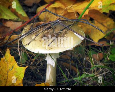 Le champignon le plus dangereux - un tabouret pâle. Champignon toxique mortel - Amanita phalloïdes Banque D'Images