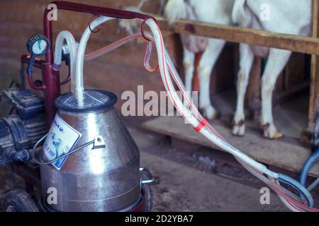 Machine portable pour la traite des chèvres à la ferme Banque D'Images