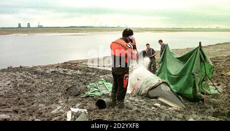 Sur les rives de la rivière Mersey à Speke, les secouristes tentent d'empêcher une baleine de Minke échouée, en attendant la marée haute. C'est la deuxième tentative de déplacer la baleine vers l'estuaire de Mersey. Pic Dave Kendall. Banque D'Images