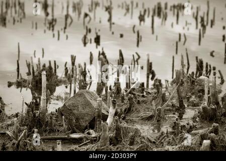 Tiges de roseau sèches sur une rive de lac. Banque D'Images