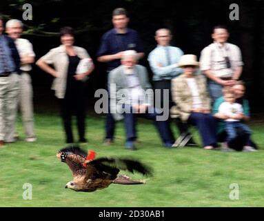 La sortie du rare Red Kite sur une partie tranquille de la maison de Harewood Estate comme Lord Harewood et sa famille avec RSPB et les officiels de la nature anglais voient l'un des 6 Red Kites vitesse de son stylo dans la nature dans le cadre du programme de ré-introduire l'oiseau aux zones rurales. Banque D'Images