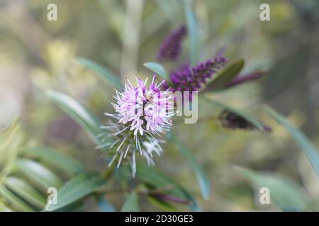 fleur pourpre et moelleuse d'écorce de papier Banque D'Images