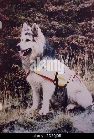 Non daté collectez une photo de Tan, un chien de secours de quatre ans qui est en quarantaine pendant six mois après avoir travaillé en Turquie après le tremblement de terre. Hollie Jones, âgée de huit ans, du nord du pays de Galles, a écrit à la Reine pour lui demander de l'aide pour libérer son chien. Banque D'Images