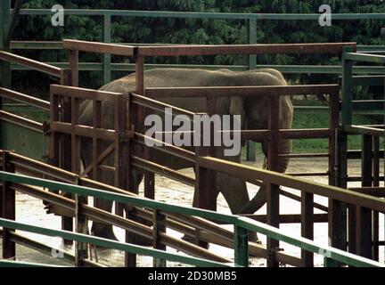 Un éléphant au parc animalier de Port Lympne, près de Hythe dans le Kent. Le gardien de zoo expérimenté Darren Cockrill a été tué par la petite, une femelle d'éléphant indien de 14 ans, sous sa garde au parc zoologique. * la police enquête sur la cause de l'incident, mais on croit que sa mort était accidentelle. Banque D'Images