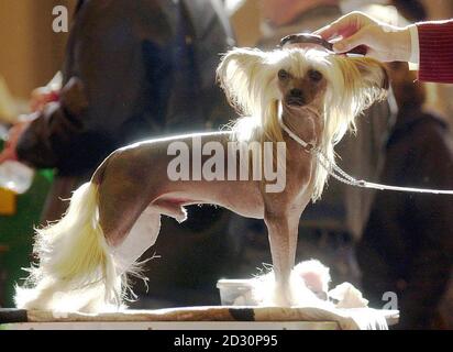 Finissage de 'Lemiz Gavroche', un chien chinois à crête appartenant à M. et Mme Rowntree de Pontardawe près de Swansea, qui concourt le premier jour de l'exposition canine Crufts au Centre d'exposition national de Birmingham. * plus de 100,000 amateurs de chiens devraient inonder les portes du NEC pendant l'événement de quatre jours qui se termine le dimanche, dans ce qui sera sa dernière année en tant qu'événement exclusivement britannique. 22/03/2004: Les chiens latent 73 millions de cadeaux et de gâteries chaque mois, selon un nouveau rapport lundi 22 2004 mars, montrant combien les Britanniques prennent soin de leurs animaux de compagnie. Banque D'Images