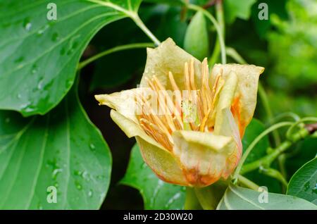 Fleur Liriodendron tulipifera (arbre de tulipe, arbre de tulipe américain, Tuliptree, peuplier de tulipe, Bois blancs, violon, peuplier jaune) avec raindrops, fermer Banque D'Images