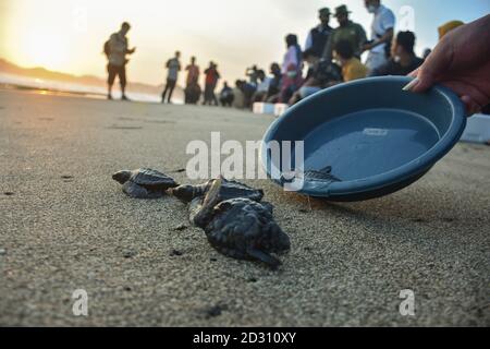 Plusieurs bébés de tortues vertes (Chelonia mydas) âgés de 3 semaines ont couru en haute mer lorsqu'ils ont été relâchés dans la plage de Bajul Mati, Malang, East Java, Indonésie Banque D'Images