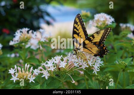 Papillon sur Flower Silver Springs Floride Banque D'Images