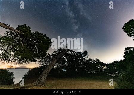 Image prise sur la plage d'Aucanada, Alcudia, Mallorca, Espagne, une nuit d'été étoilée et la mer en arrière-plan. Les pins étaient tellement tordus. Banque D'Images