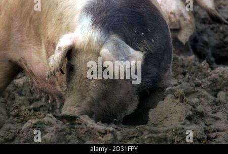 Porcs sur des terres en quarantaine à la ferme Farringford à Freshwater Bay, sur l'île de Wight, où des fonctionnaires du ministère de l'Agriculture enquêtent sur la possibilité d'une éclosion de fièvre aphteuse.* les porcs de la ferme Farringford et un autre dans le Berkshire avaient été fournis à un abattoir dans l'Essex où la maladie virale a été découverte. Banque D'Images